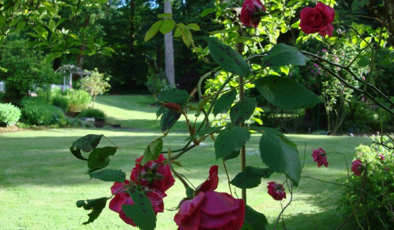 Oregon Roses